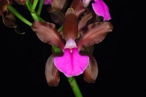 Cattleya bicolor ssp. braziliensis SanBar Mega AM/AOS 82 pts.